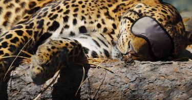 Is dim light messing up our sleeping patterns?