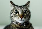 12 hilarious truths learned from Anne Lamott’s Ted Talk
